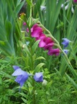 20150707P7080768.jpg