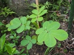P6200035s.jpg