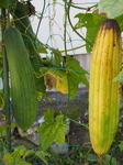 P9300153.JPG